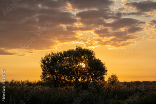 Sunrise glowing behind a silhouetted tree and landscape in southern France; Saintes-Maries-de-la-Mer, France photo