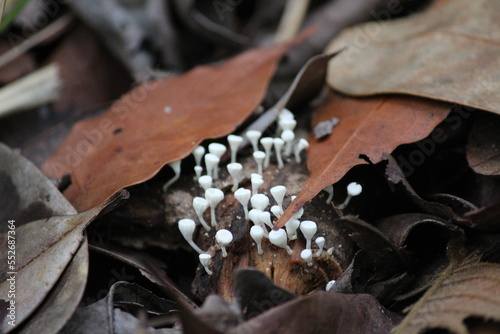 Fungos na floresta photo