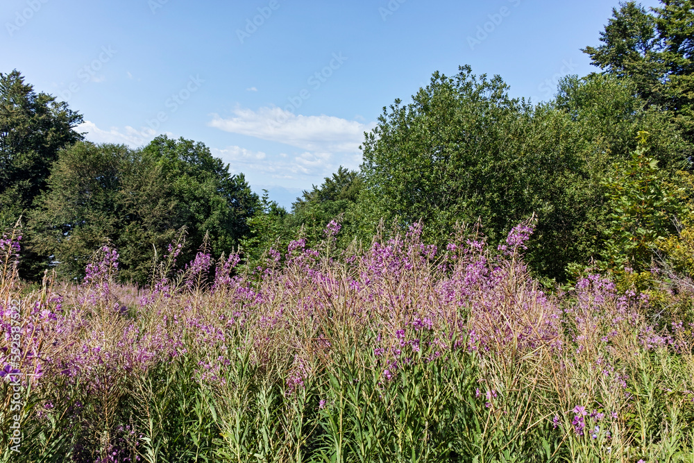 Summer landscape of Belasitsa Mountain, Bulgaria Summer landscape of Belasitsa Mountain, Bulgaria