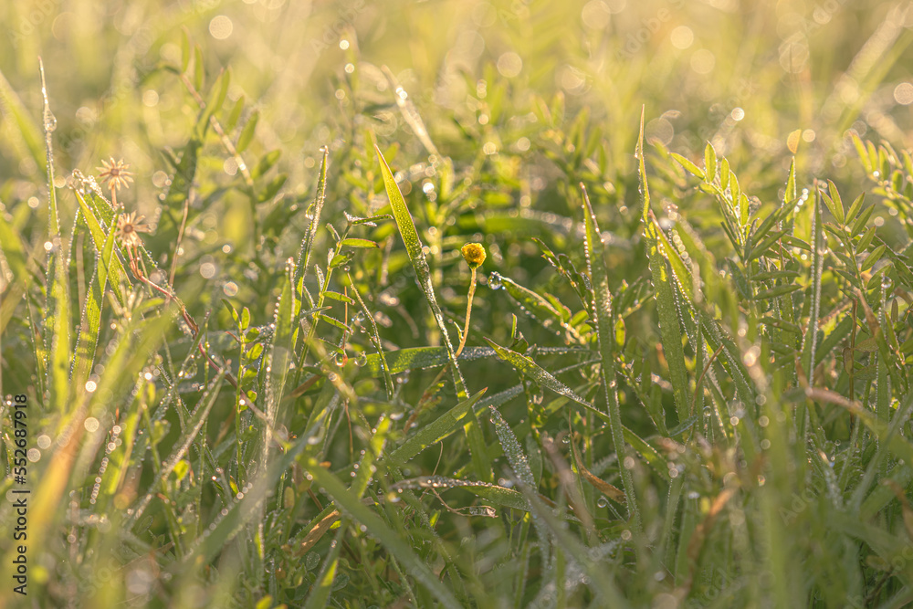 Little flower grass with morning dew at sunrise Little flower grass with morning dew at sunrise