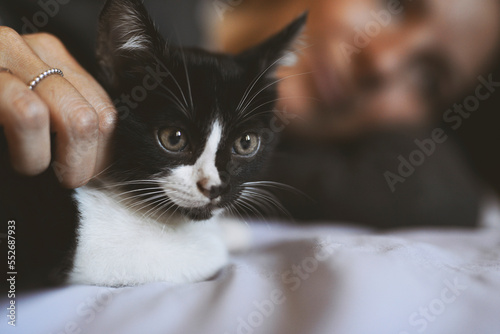 cat with his mistress happy