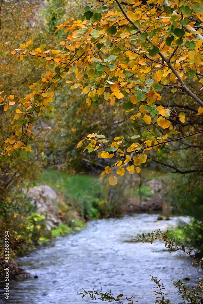 Colorful autumn leaves by the river. Selective focus.