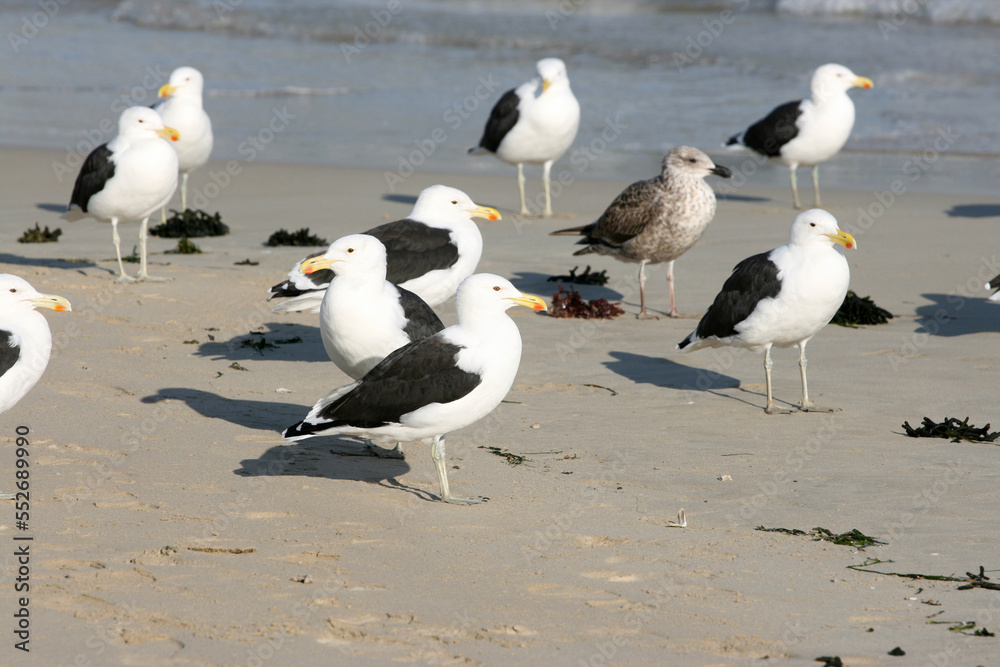 Fototapeta premium Seagulls