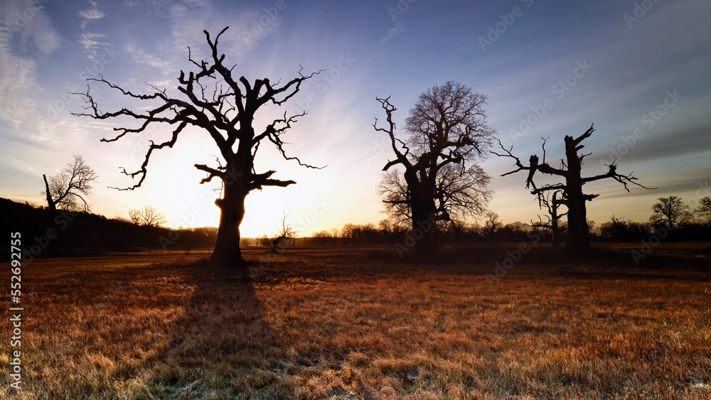 Landscape in the park. Old trees.