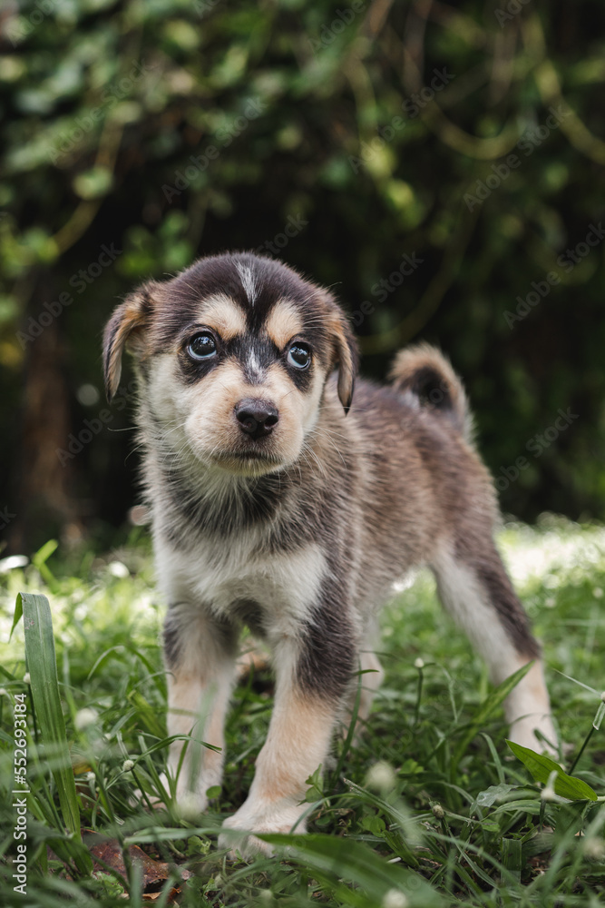 Obraz premium Husky puppy portrait outside around nature in the woods