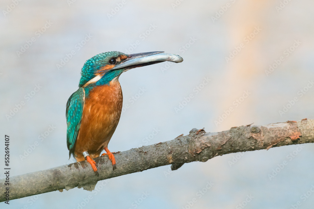 kingfisher with a catched fish on a branch kingfisher with a catched fish on a branch