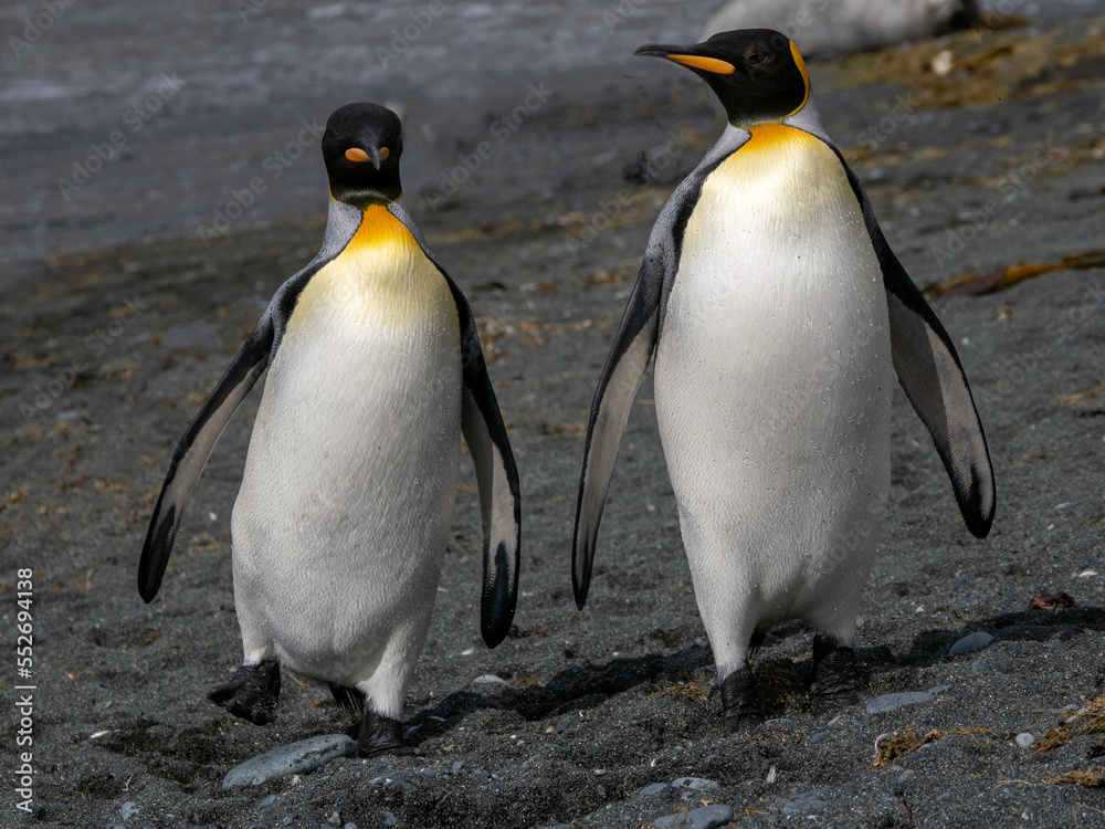 Fototapeta premium Two King Penguins walking along a black sand beach on Macquarie Island