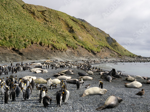 Elephant Seals and King Penguins on the beach at Sandy Bay, Macquarie Island.
