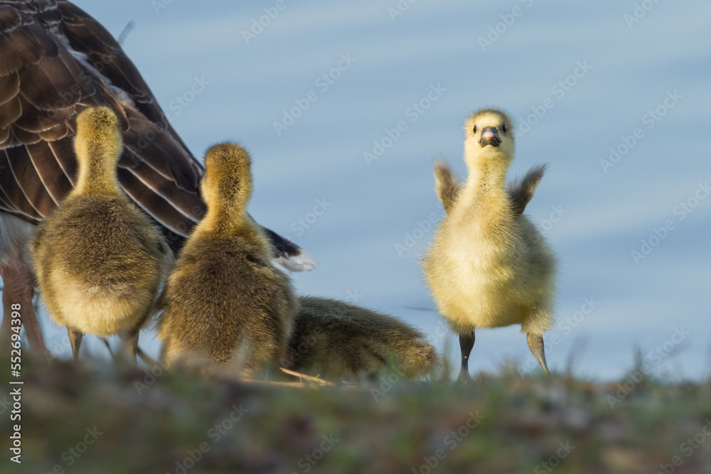 greylag goose goslings in spring greylag goose goslings in spring