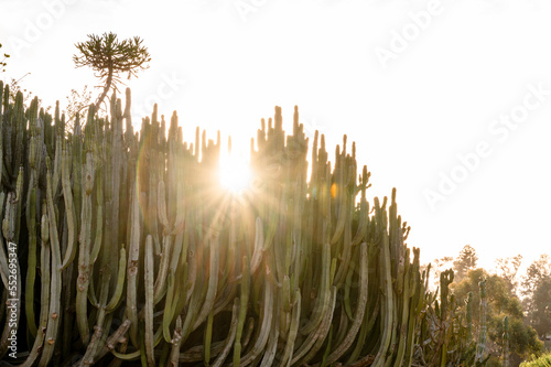 Sunburst through large green cactus in desert garden Balboa Park San Diego color image copy space