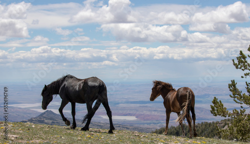 Feral wild horses - Black mare leading chestnut bay colt on ridge above the Bighorn Canyon in the central Rocky Mountains of the western United States
