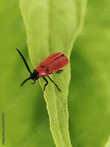 Close up shoot of red beetle on the green leaf. © Gianti