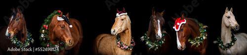 Quadro su tela Christmas horses: Different horse breeds wearing festive christmas decorations and a wreath in front of black background