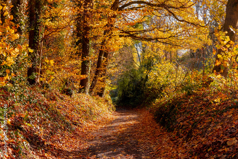 Obraz premium Hiking concept, Autumn landscape with small nature path on hillside in countryside, Colourful wood with yellow orange leaves on the tree in the forest, Sunny day in fall with sunlight in the morning.