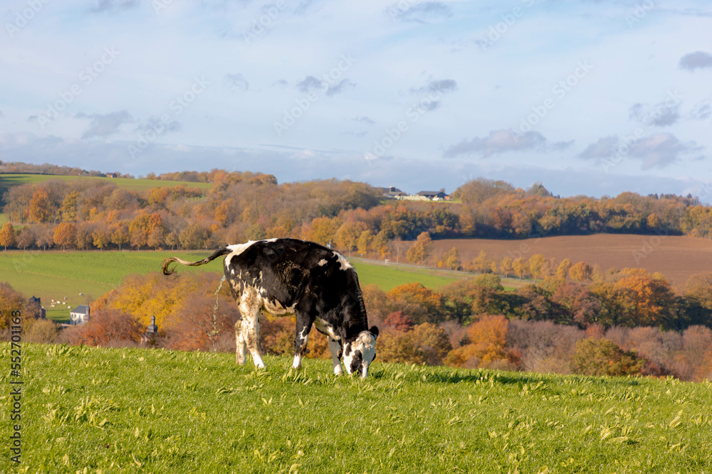 Autumn landscape in Zuid-Limburg, Open farm with black and white cow grazing and pee on green grass meadow, Dairy cattle in southern of the Dutch province of Holland with terrain hillside, Netherlands Autumn landscape in Zuid-Limburg, Open farm with black and white cow grazing and pee on green grass meadow, Dairy cattle in southern of the Dutch province of Holland with terrain hillside, Netherlands