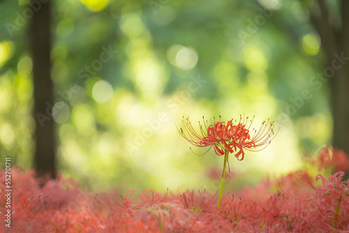 巾着田の彼岸花