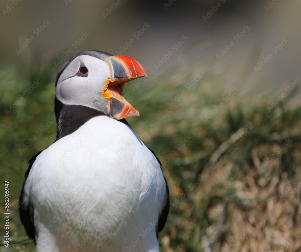 An Atlantic Puffin (Fratercula arctica) with it's mouth open. Shot near the Reynisfjara viewpoint on the south coast of Iceland. An Atlantic Puffin (Fratercula arctica) with it's mouth open. Shot near the Reynisfjara viewpoint on the south coast of Iceland.