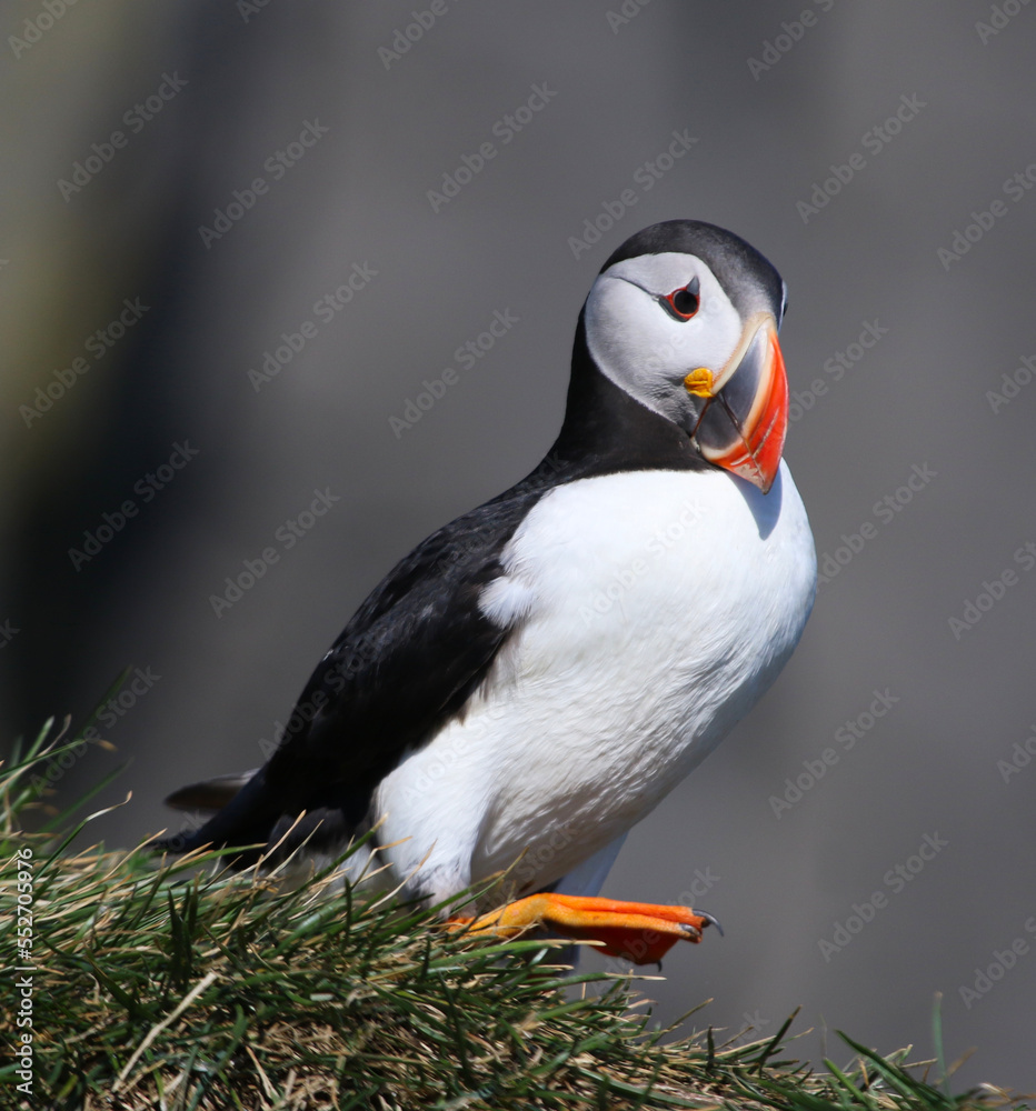 Fototapeta premium An Atlantic Puffin (Fratercula arctica). Shot near the Reynisfjara viewpoint on the south coast of Iceland.