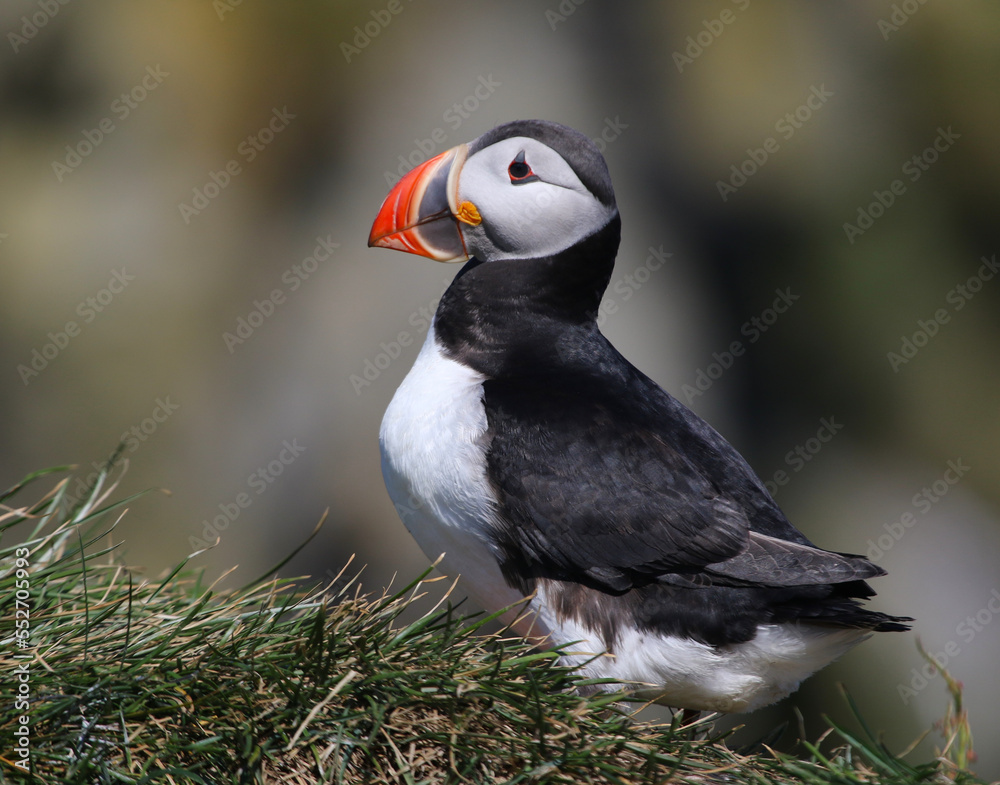 Obraz premium An Atlantic Puffin (Fratercula arctica). Shot near the Reynisfjara viewpoint on the south coast of Iceland.