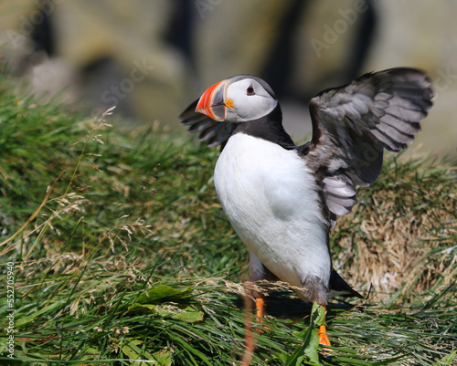 An Atlantic Puffin (Fratercula arctica) flapping it's wings.  Shot near the Reynisfjara viewpoint on the south coast of Iceland. © Chris Hill