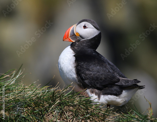 An Atlantic Puffin (Fratercula arctica).  Shot near the Reynisfjara viewpoint on the south coast of Iceland. © Chris Hill