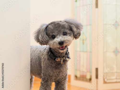 可愛い表情をする愛犬　トイプードル　お家時間　休日の過ごし方　癒し時間