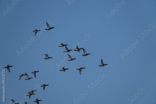 greater scaup in flight