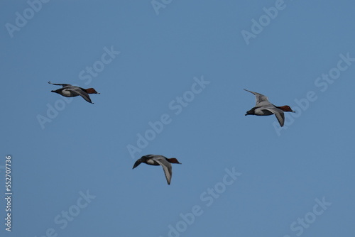 greater scaup in flight