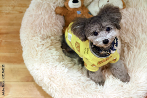 可愛い表情をする愛犬　トイプードル　お家時間　休日の過ごし方　癒し時間 © iju