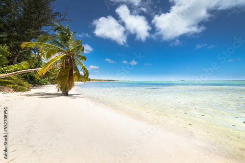 Palm tree and Tropical idyllic beach in Punta Cana  turquoise caribbean sea