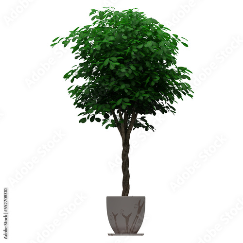 Generic Plant Tree PNG rendered in 4K Resolution for compositing and Background. With transparency alpha channel.  8K based in 3d model.