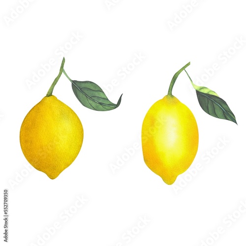 Hand drawn watercolor tasty juisy lemon fruit.