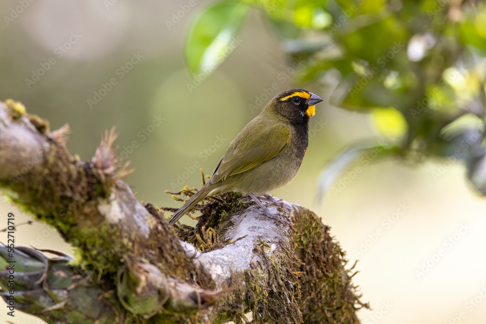Fototapeta premium Tiny Yellow-faced Grassquit (Tiaris olivaceus) perched