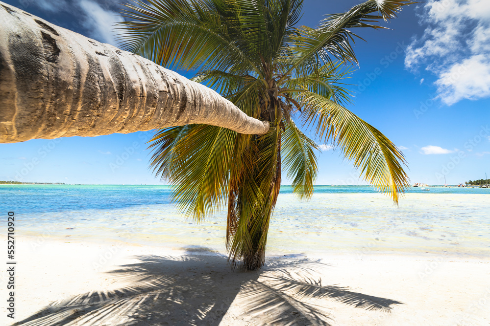 Palm tree and Tropical idyllic beach in Punta Cana, turquoise caribbean sea