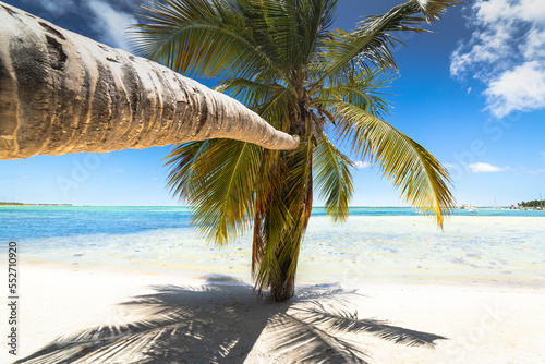 Obraz na płótnie Palm tree and Tropical idyllic beach in Punta Cana, turquoise caribbean sea w salonie