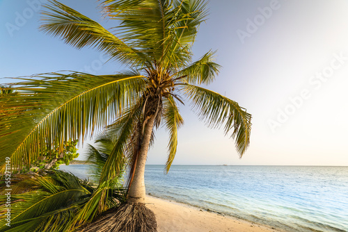 Palm tree and Tropical idyllic beach in Punta Cana  turquoise caribbean sea
