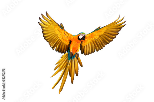 Colorful flying parrot isolated on transparent background png file