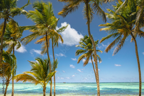 Palm trees and Tropical idyllic beach in Punta Cana, turquoise caribbean sea