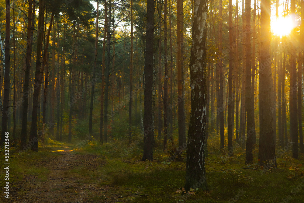 Fototapeta premium Majestic view of forest with sunbeams shining through trees in morning
