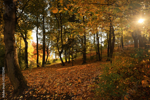 Beautiful yellowed trees and fallen leaves in park on sunny day