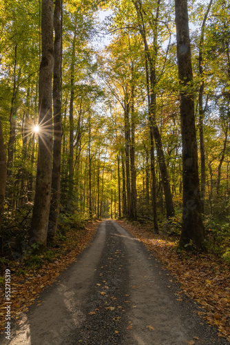 Starburst Along Forest Road