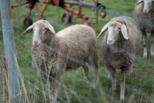 Schafe auf Wiese