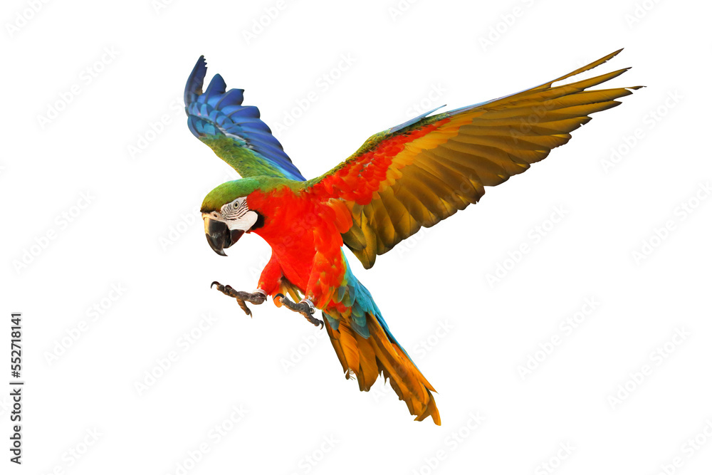 Fototapeta premium Colorful Harlequin macaw flying isolated on transparent background png file