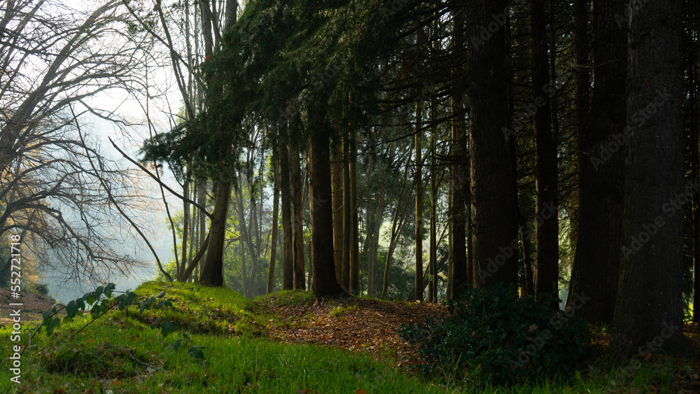 Naklejka premium neblina en bosque 