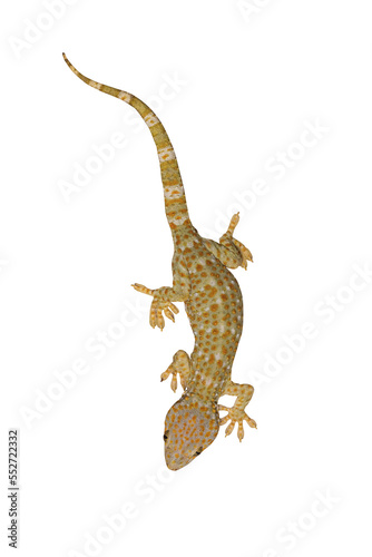 Cuadro en lienzo Tokay, Gecko, Calling gecko isolate white