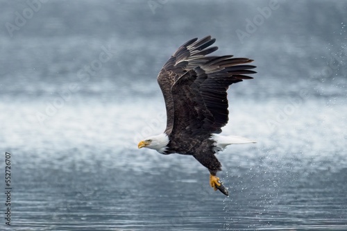 Bald eagle flying off with its catch.