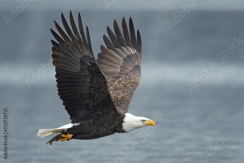 Photo Eagle flying with fish in its talons.