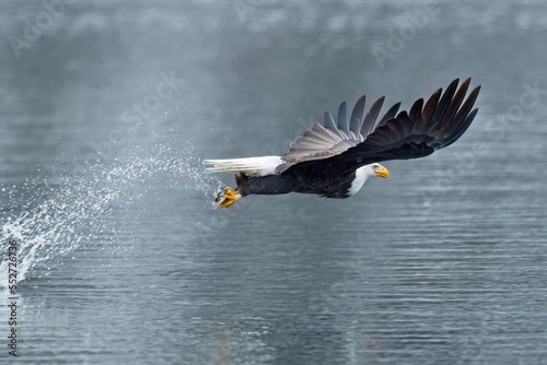 Bald eagle flying off after catching fish.