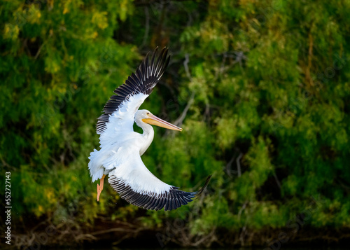 Photograph of an American White Pelican photo