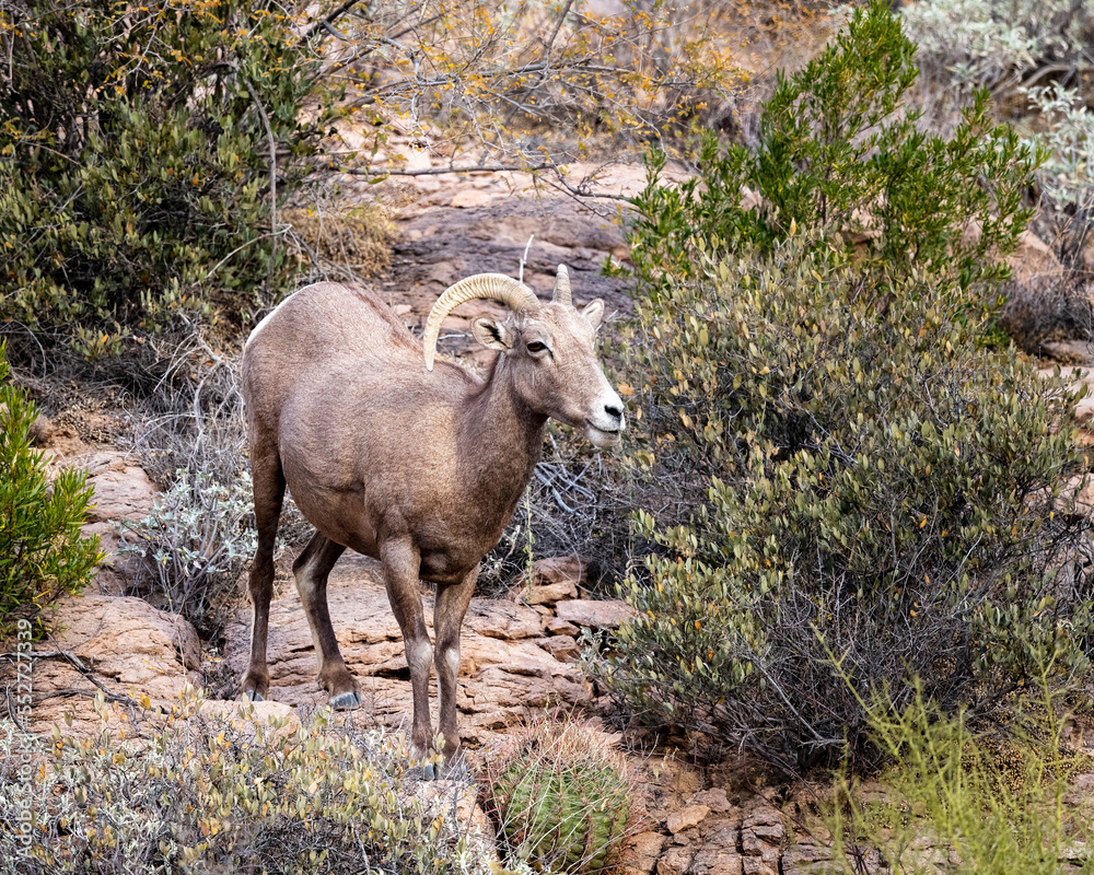 Naklejka premium Photograph of Desert Big Horn Sheep